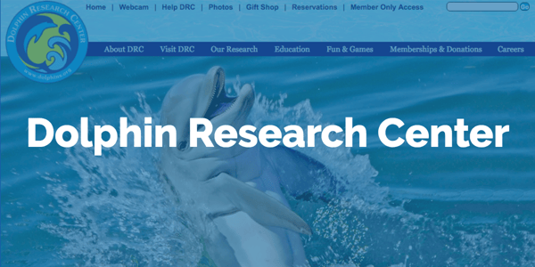 dolphin_research_overlay.png